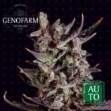 Genofarm Seeds Purple Haze Auto