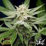 Gooey Breeder Seeds Pure Gooey