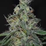 Gorrilla Grower Seeds AlienFruit