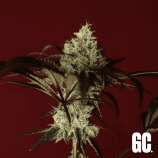 Grand Cru Genetics Non-GMO