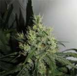 GreenLabel Seeds Big Jack