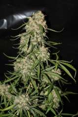 GreenLabel Seeds Mountain Kush