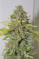 GreenMan Organic Seeds Black Wreck