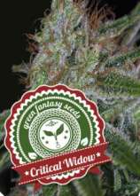 Green Fantasy Seeds Critical Widow