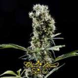 Green House Seeds Arjan's Haze #2