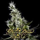 Green House Seeds Arjan's Haze #3