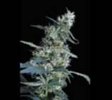 Green House Seeds Arjan's Ultra Haze #1