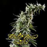 Green House Seeds Hawaiian Snow