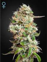 Green House Seeds King’s Kush Autoflowering CBD