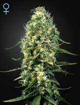 Green House Seeds Super Silver Haze CBD