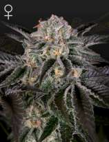 Green House Seeds Wonder Pie