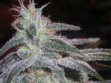 GrindHouse Medical Seeds Co. Mob Boss