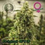 Growers Choice Original G13 Haze