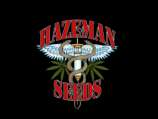 Hazeman Seeds Black Cheese