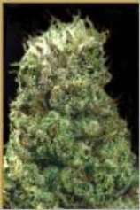 Hemcy Genetics Alpha Bud