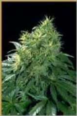 Hemcy Genetics Northern Light