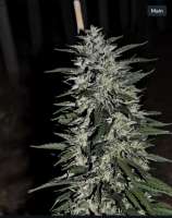 Hi-Elevation Genetics Biodog