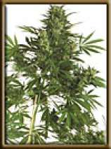 High Quality Seeds Original Big Bud Super Skunk