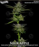 Humboldt Seed Company Sour Apple Autoflower