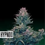 Hypno Seeds Hazenberg AM