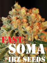 IBZ Seeds Fast Soma