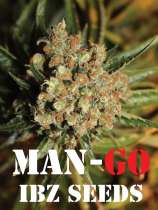 IBZ Seeds Man-Go