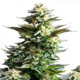 Jah Seeds Amnesia Horrendus