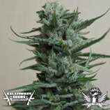 Kalashnikov Seeds Siberian Haze