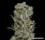 Kalashnikov Seeds White Critical Express