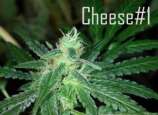 Kaliman Seeds Cheese #1