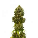 Kannabia Seeds Swiss Dream Auto CBD