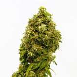 Kannabia Seeds Swiss Dream CBD