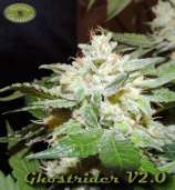 Karma Genetics Ghostrider V2.0