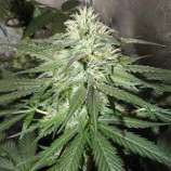 Karma Genetics White TangHaze Outerspace