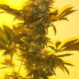 Ketama Seeds Critical Herer