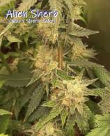 Kickflip Genetics Alien Sherb