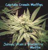 Kickflip Genetics Captain Crunch Muffin