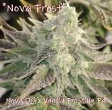 Kickflip Genetics Nova Frost