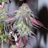 Kingdom Organic Seeds Deep Phaze