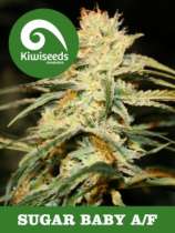 Kiwiseeds Sugar Baby