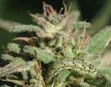 Kush Cannabis Seeds White Kush