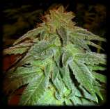 Bald man Lala Seeds Happy Amnesia