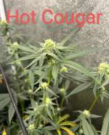 Lazy Daizy Genetics Hot Cougar 2.0