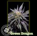 Lucky 13 Seed Company Green Dragon