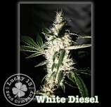 Lucky 13 Seed Company White Diesel