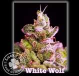 Lucky 13 Seed Company White Wolf
