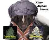 MadCat's Backyard Stash Killer Afghan Skunk