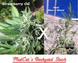 MadCat's Backyard Stash Medi Strawberry OG