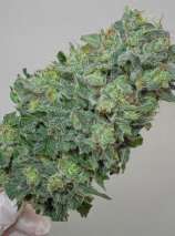 Mandala Seeds Flashberry