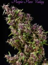 Mandala Seeds Purple Paro Valley